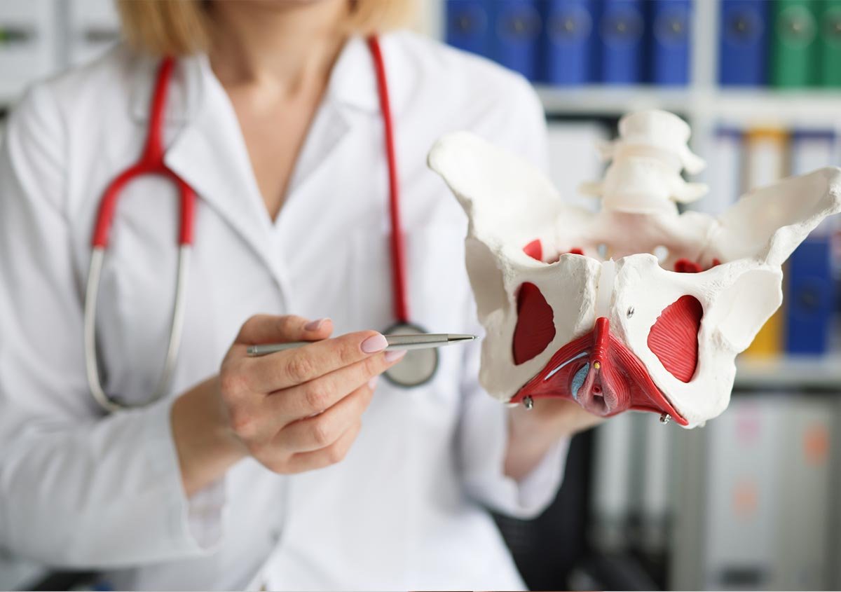Pelvic bones modal