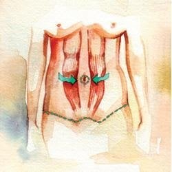 B. Muscles are tightened and sutured together.