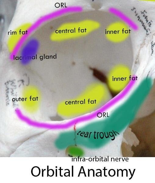 Orbital Anatomy
